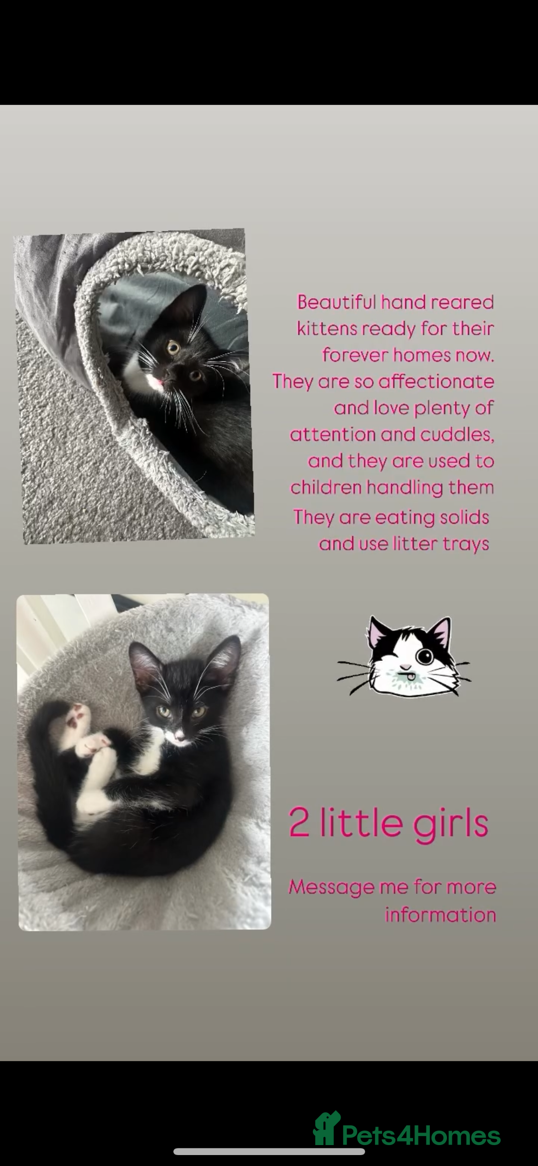 Domestic Shorthair cats for sale: 2 female kittens  - Image 4