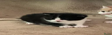 Mixed Breed Kitten 1