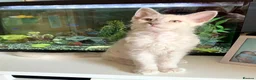 LaPerm cats for sale: Cuddly, curly-coated LaPerm kittens. - Advert 9