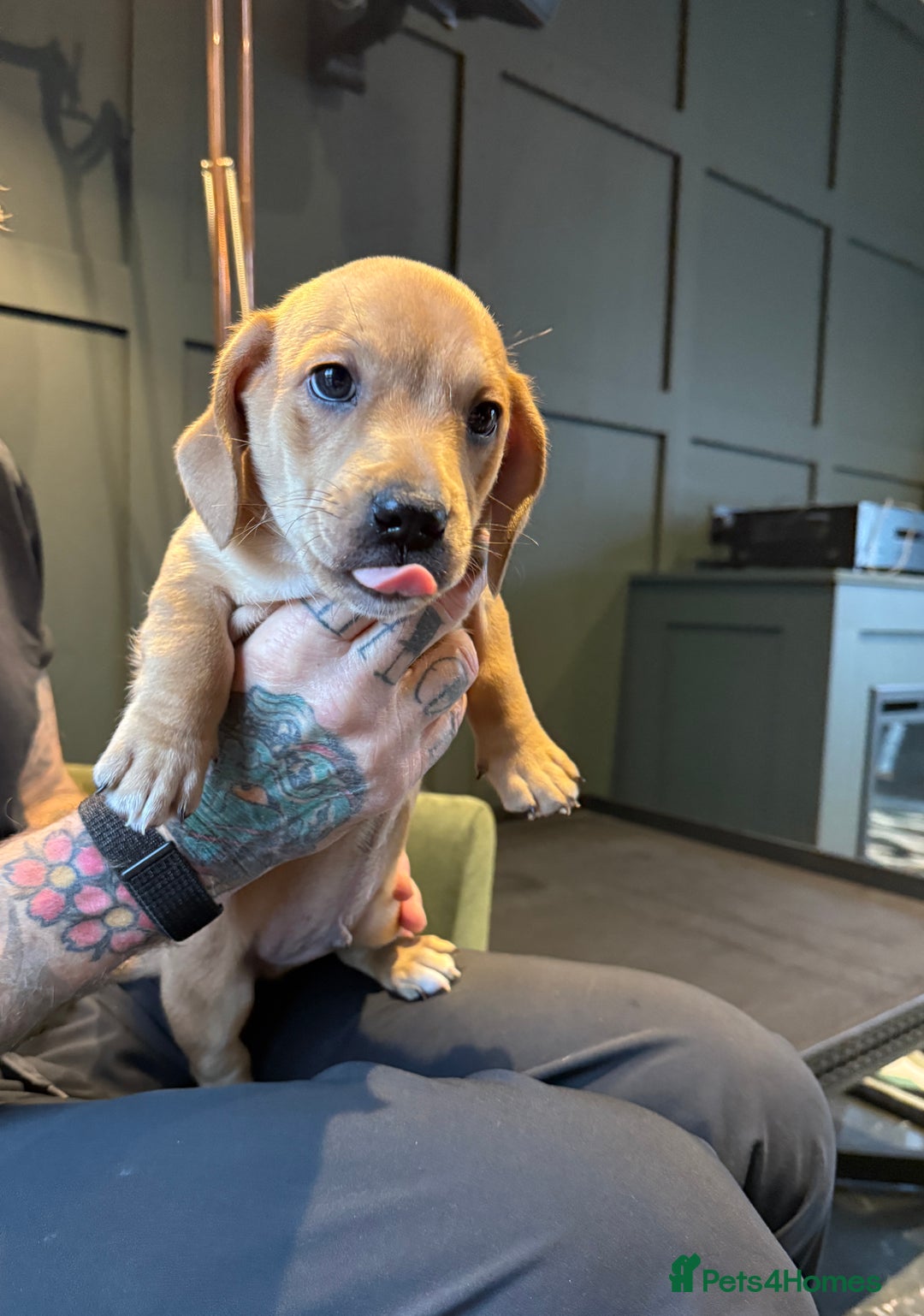 Mixed Breed dogs for sale: Ready to go …. - Advert 1