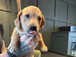 Mixed Breed dogs Ready to go …. - Advert 1