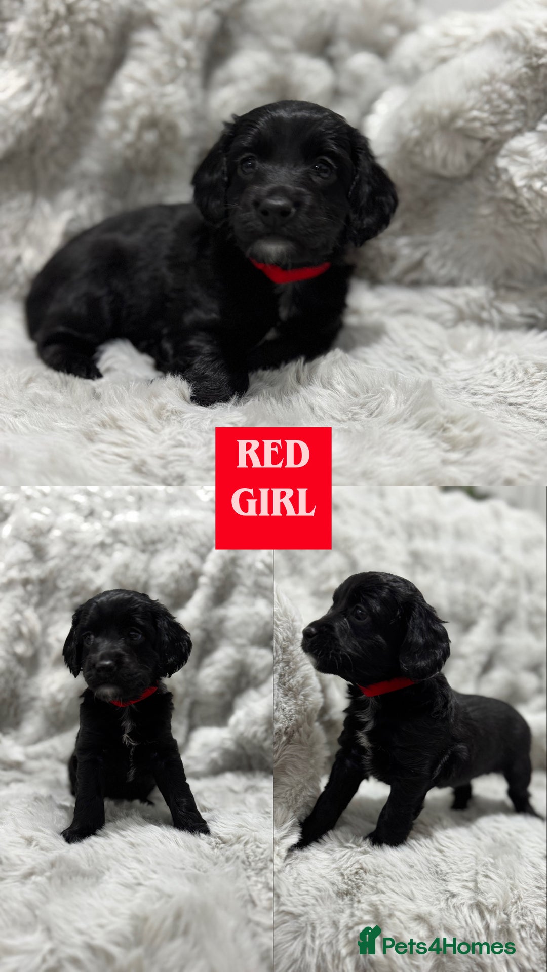 Cockapoo dogs for sale: F2 cockapoo puppies  - Advert 21