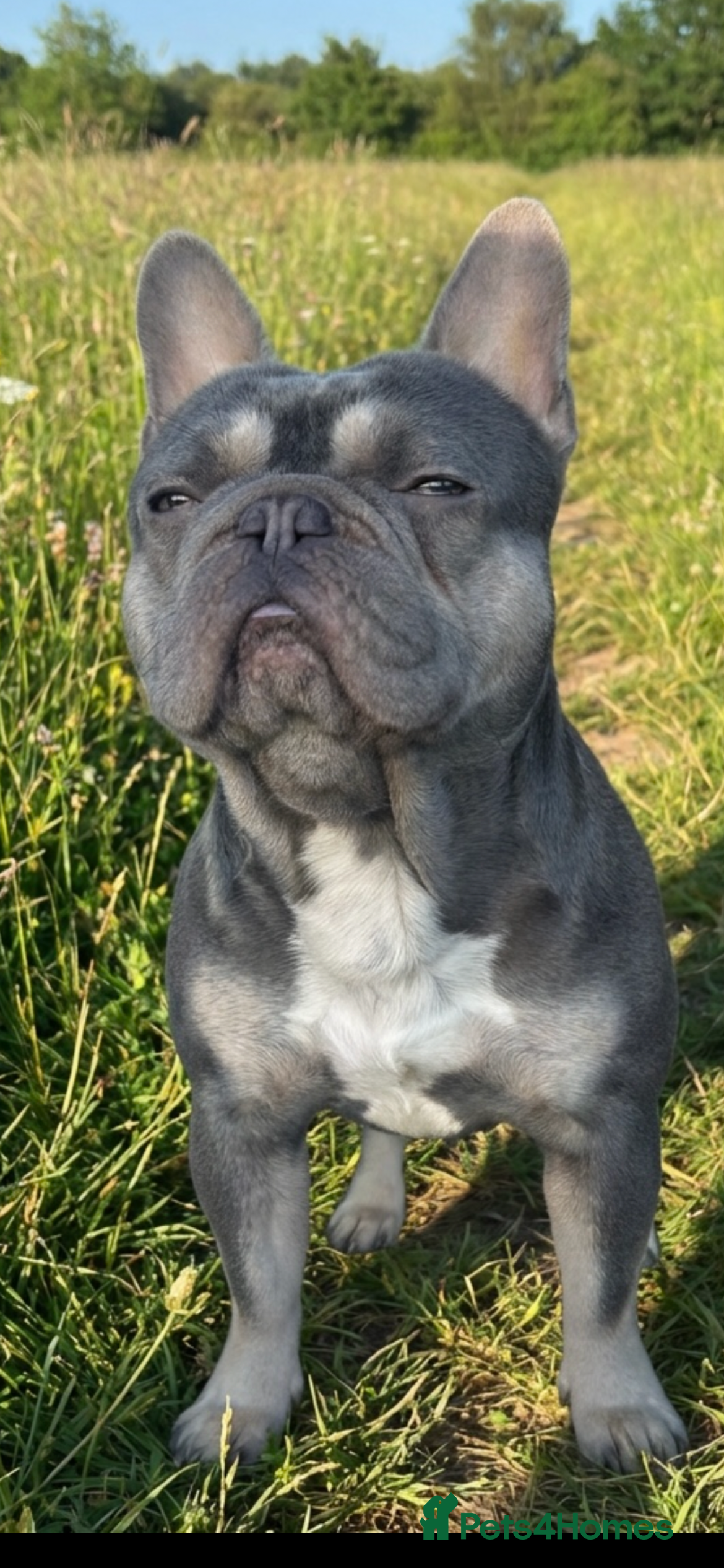 French Bulldog dogs Blue and fawn French bulldog for stud  - Advert 8