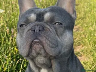 French Bulldog dogs Blue and fawn French bulldog for stud - Advert 8