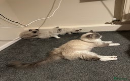 Ragdoll cats for sale: ragdoll kittens - Image 9