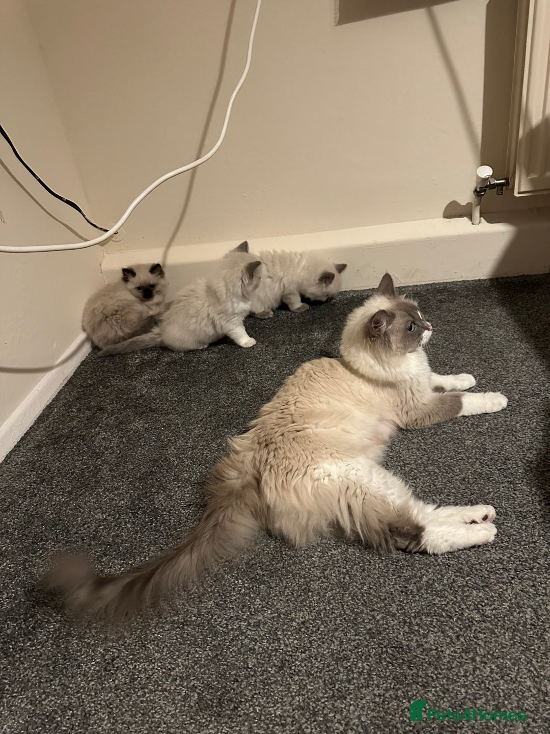 Ragdoll cats for sale: ragdoll kittens - Image 9