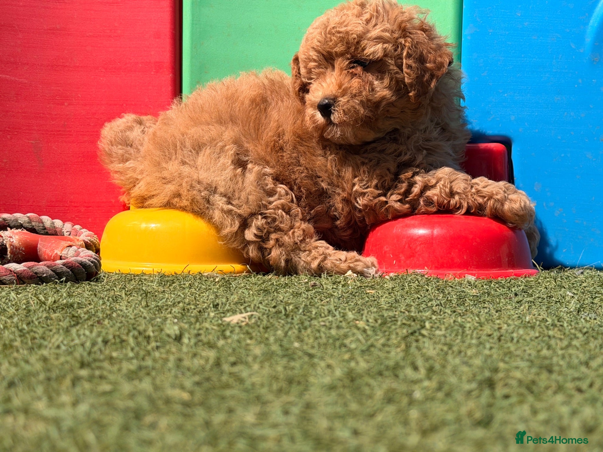 Poochon dogs Adorable Poochon puppies  - Advert 2
