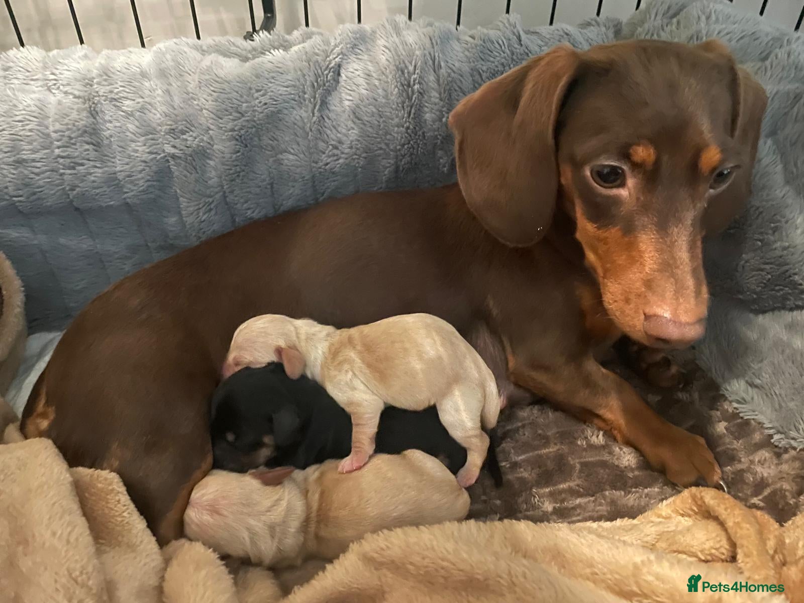 Dachshund dogs 3 adorable dachshunds puppies 2 boy 1 girls - Advert 1