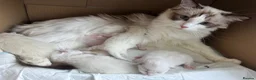 Ragdoll cats for sale: Pure Ragdoll Kittens – Available for Reservation  - Advert 3