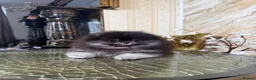 Pomeranian dogs for sale: BLACK & TAN GIRL and BOY - Advert 20
