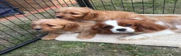 Cavapoo dogs for sale: F1 CAVAPOO PUPPIES  - Advert 12