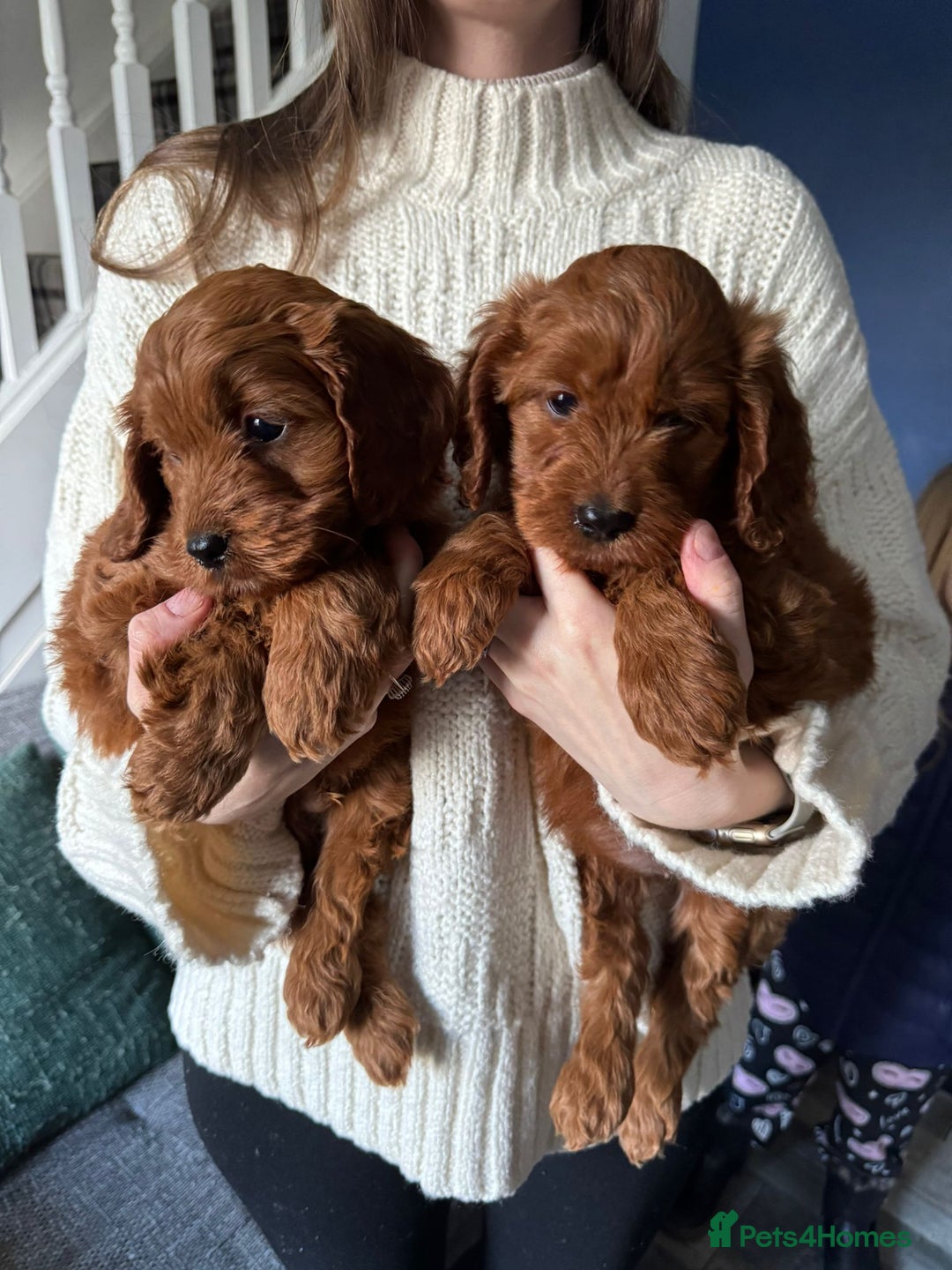 Cockapoo dogs for sale: Fox Red cockapoos for sale  - Advert 2