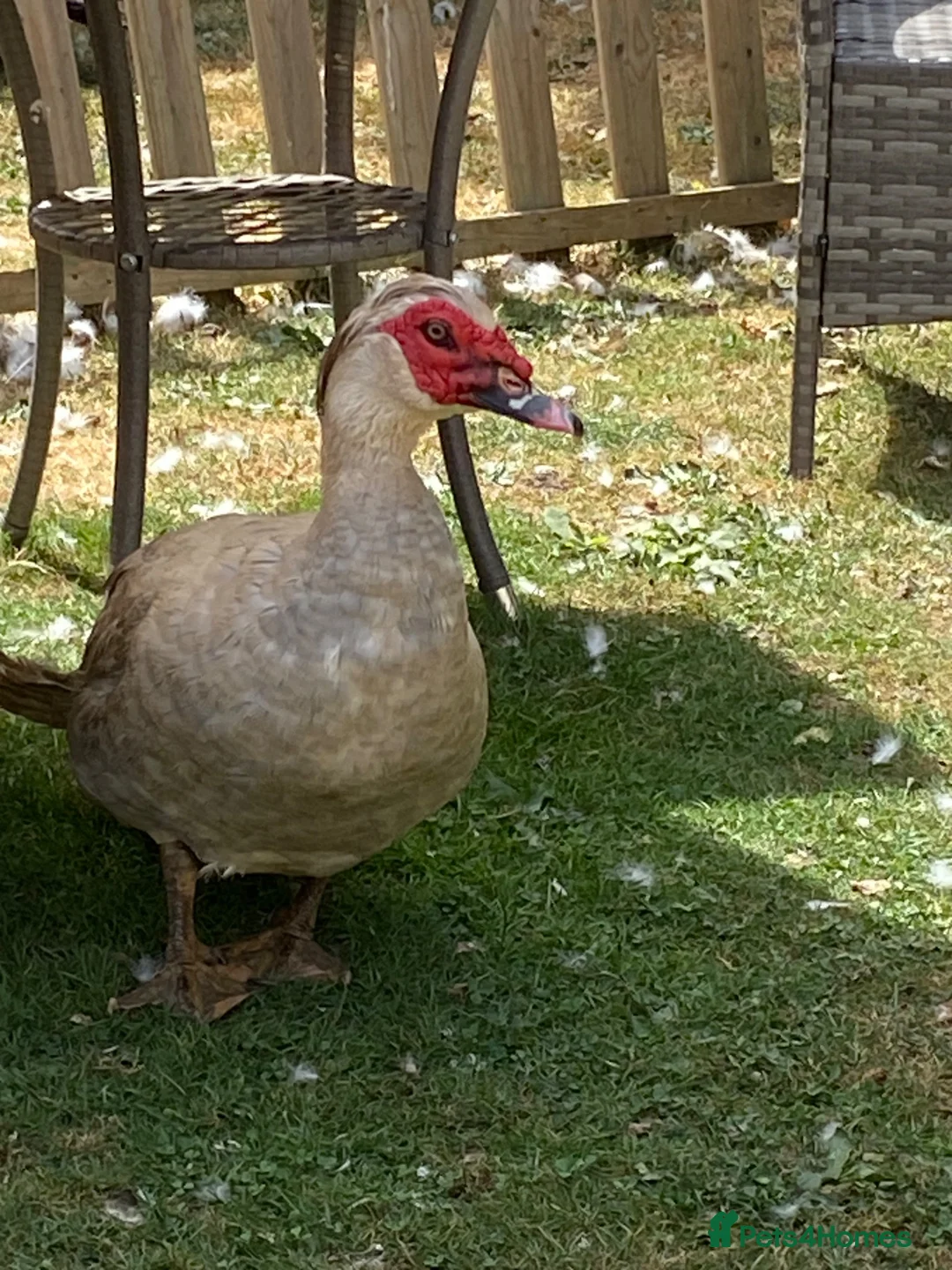 Ducks poultry for sale: Muscovy Drake for re homing  - Advert 2