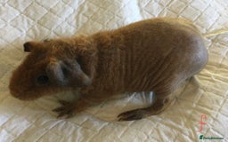 Guinea Pig rodents for sale:  skinny pigs  in Lewes - Image 26
