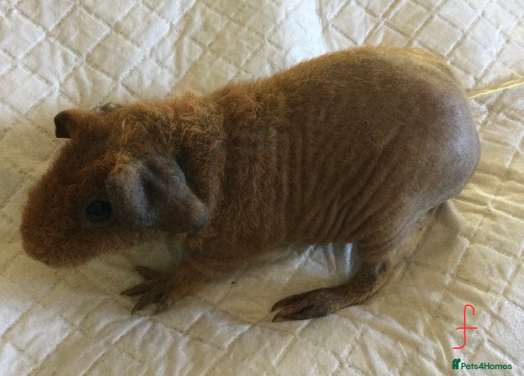 Guinea Pig rodents for sale:  skinny pigs  in Lewes - Image 26