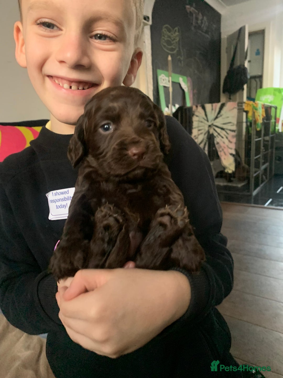 Cocker Spaniel dogs for sale: PURE CHOCOLATE WORKING COCKER SPANIELS  - Advert 3