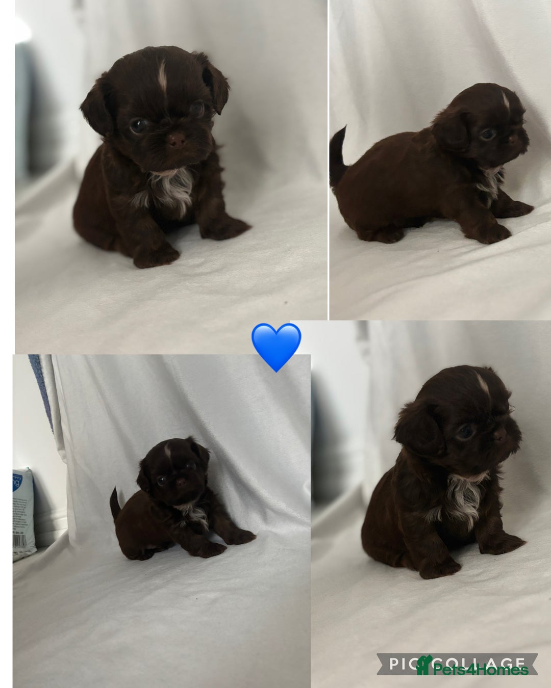 Shih Tzu dogs for sale: KC Imperial Shih Tzu puppies  - Advert 13
