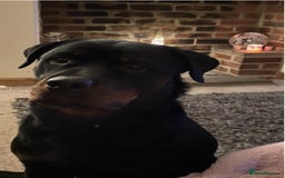 Rottweiler dogs for sale: Rottweiler puppies - Image 1