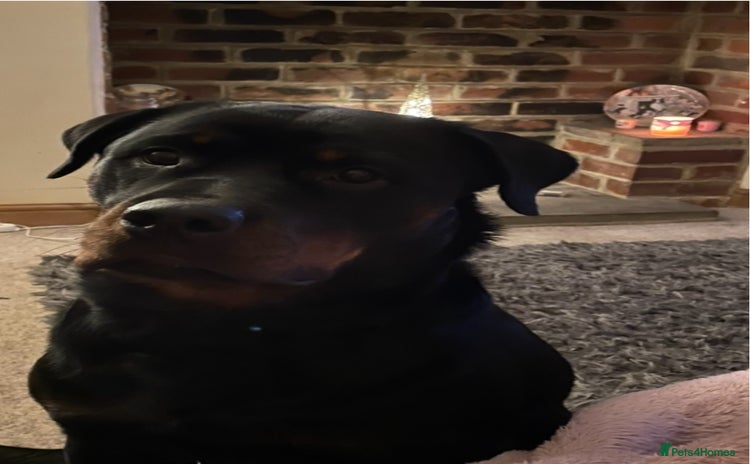 Rottweiler dogs - Advert 1