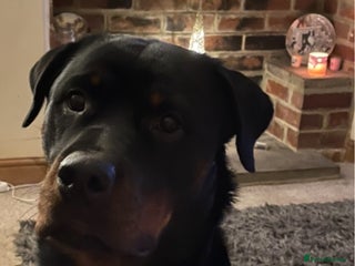 Rottweiler dogs - Advert 5