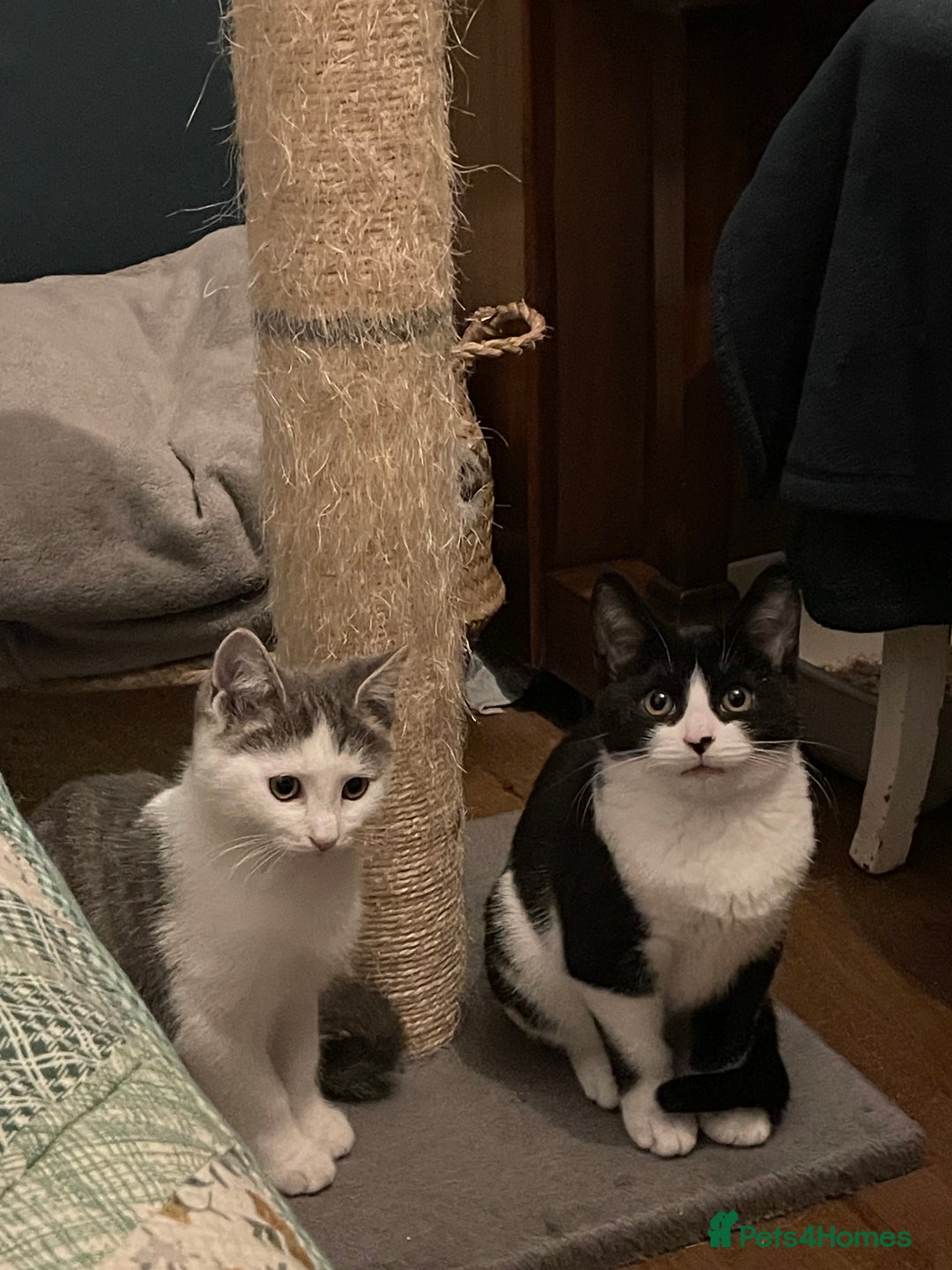 Domestic Shorthair cats for adoption: Cleo & Sage, 4 month old kitten pair  - Advert 10