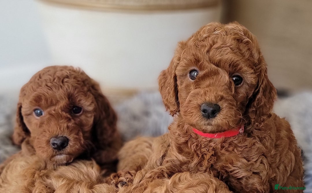 Miniature Poodle dogs for sale: Miniature Red Poodle KC Reg Full Pedigree - Image 13