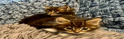 Maine Coon cats for sale: Pure Maine Coon Kittens - Advert 16