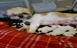 Shih Tzu dogs for sale: Puppies for sale 4 female and one male  - Image 3
