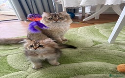 British Longhair cats for sale: British Longair and Shorthair Kittens for sale - Image 7
