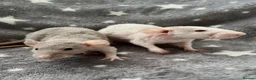 Rat rodents for sale: Double Rex Rats Male and Female  - Advert 5