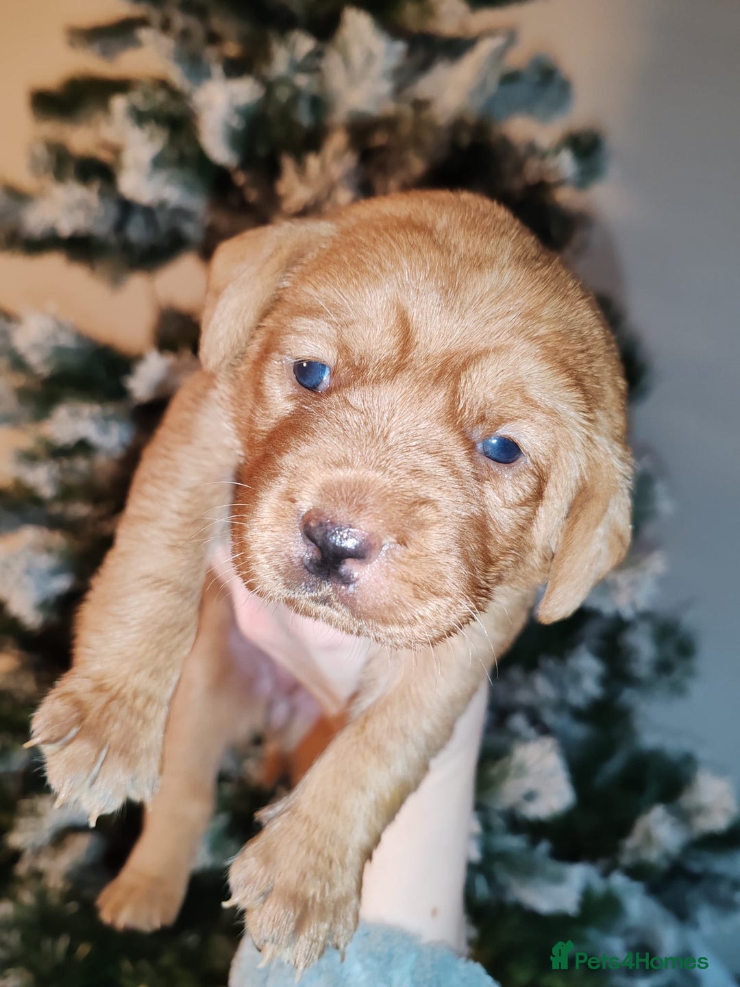 Labrador Retriever dogs for sale: LABRADOR PUPPIES GIRL AND BOY FOX RED 🐶🐕 - Advert 2