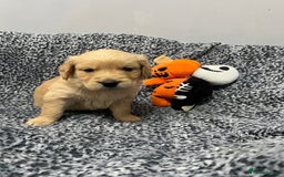 Golden Retriever dogs for sale: KC, Extensively health tested goldens boy and girl - Image 7