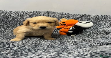 Golden Retriever dogs - Advert 8