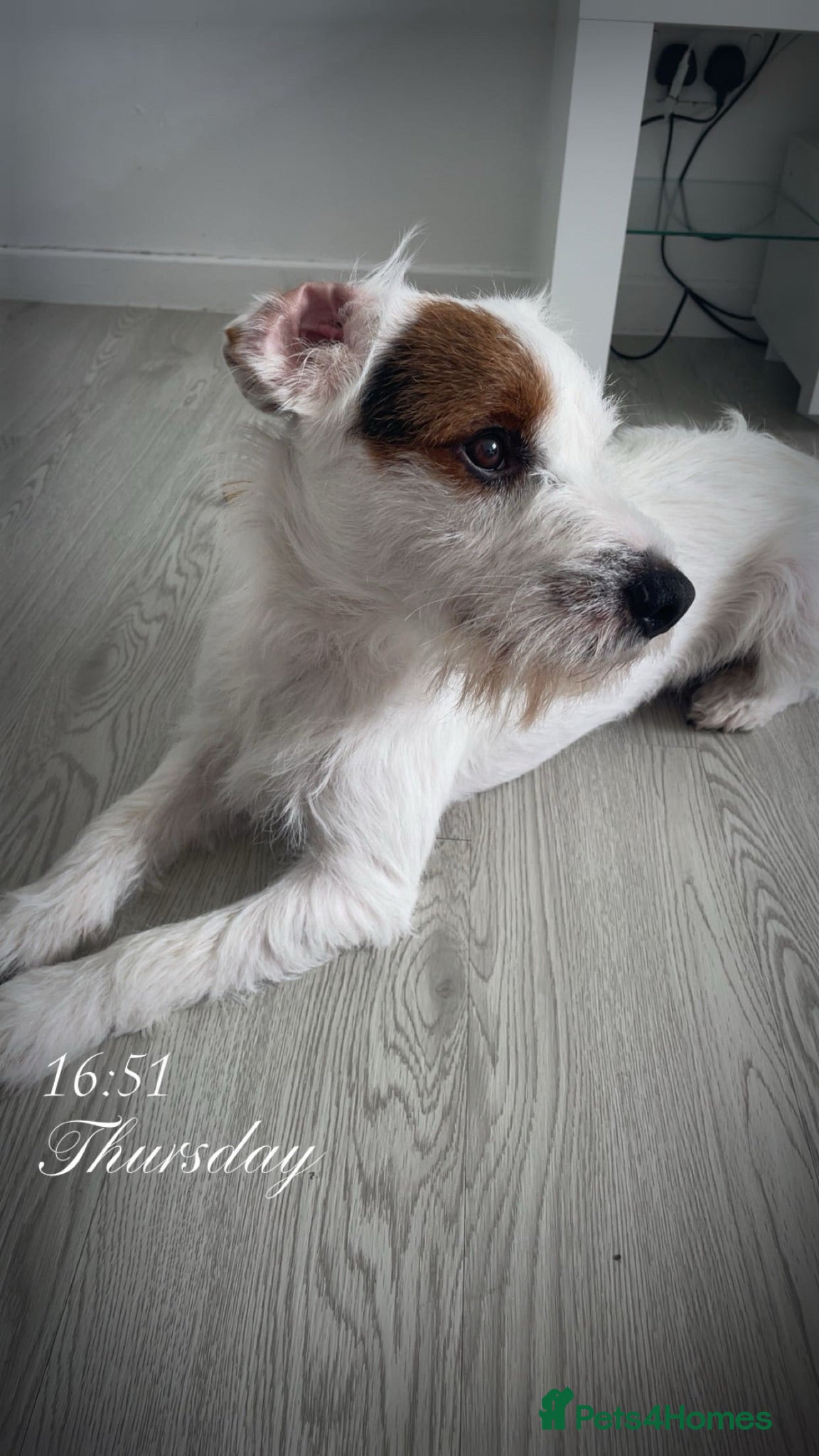 Jack Russell dogs 1 year old jack russel - Advert 1
