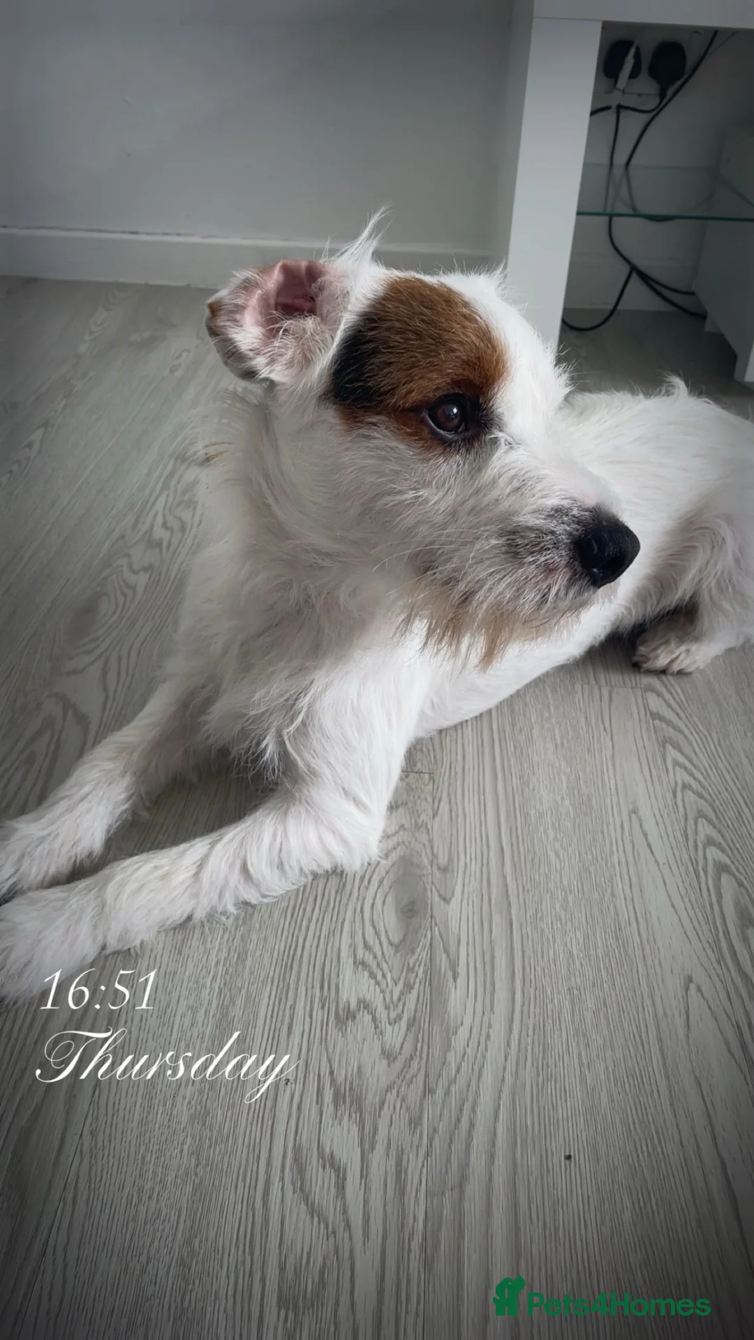 Jack Russell dogs for sale: 1 year old jack russel in Gravesend - Advert 1