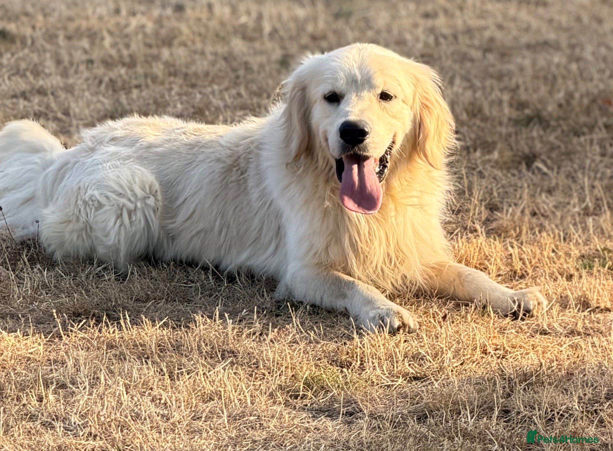 Golden Retriever dogs Adult golden retriever boy  - Advert 2