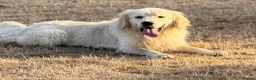 Golden Retriever dogs for sale: Adult golden retriever boy  - Advert 2