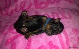 Dobermann dogs for sale: European Dobermann puppies for sale  - Image 11