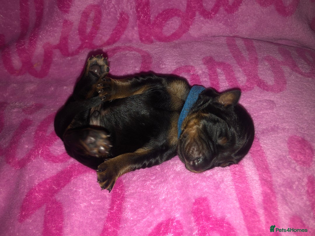 Dobermann dogs for sale: European Dobermann puppies for sale  - Image 11