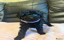 Toy Poodle dogs for sale: KC REG Purebred Stunning Toy Poodle Pups❤️  - Image 27