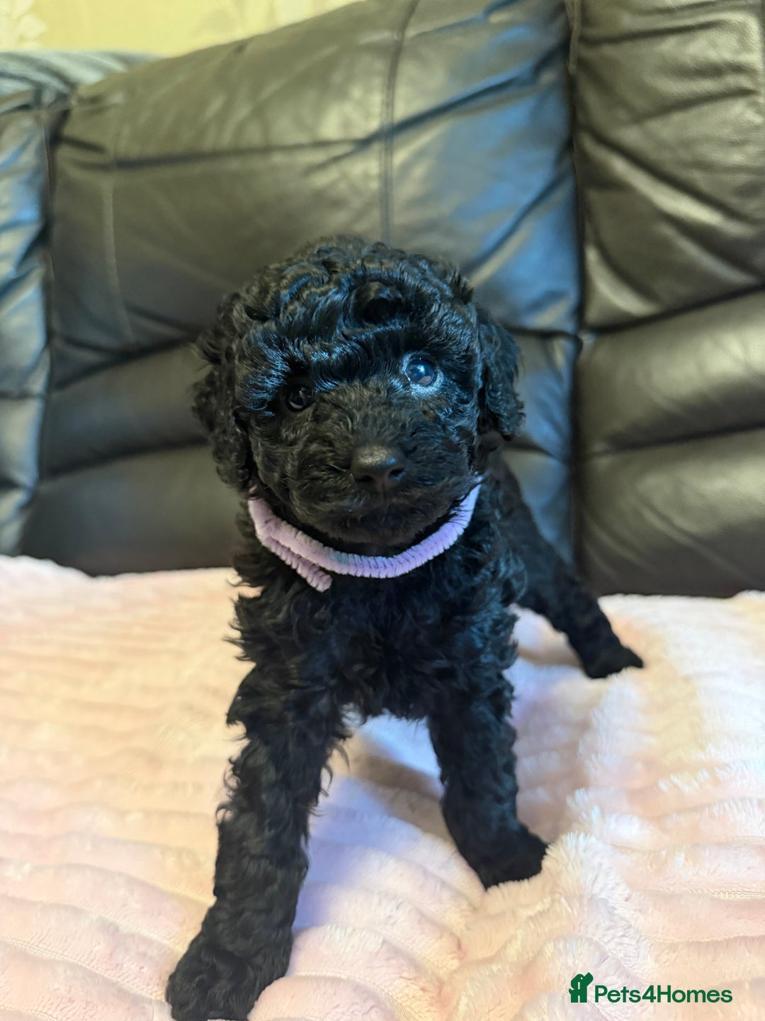 Toy Poodle dogs for sale: KC REG Purebred Stunning Toy Poodle Pups❤️  - Image 27