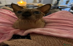 Sphynx cats for sale: Gorgeous 5 years old boy Tica registered - Image 5