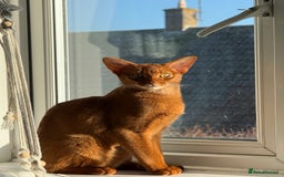 Abyssinian cats for sale: Marina  - Image 5