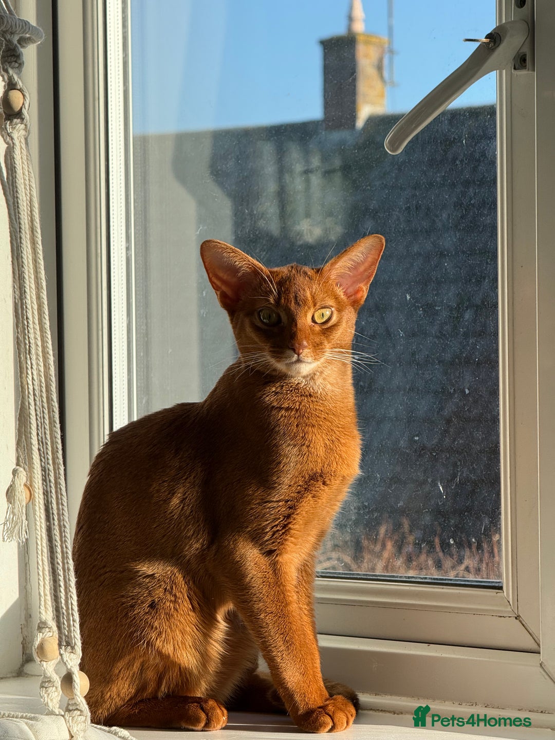 Abyssinian cats for sale: Marina  - Image 5