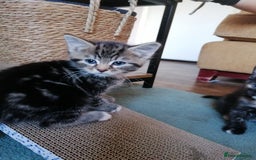 Domestic Shorthair cats for sale: Stunning kittens for sale  - Image 20