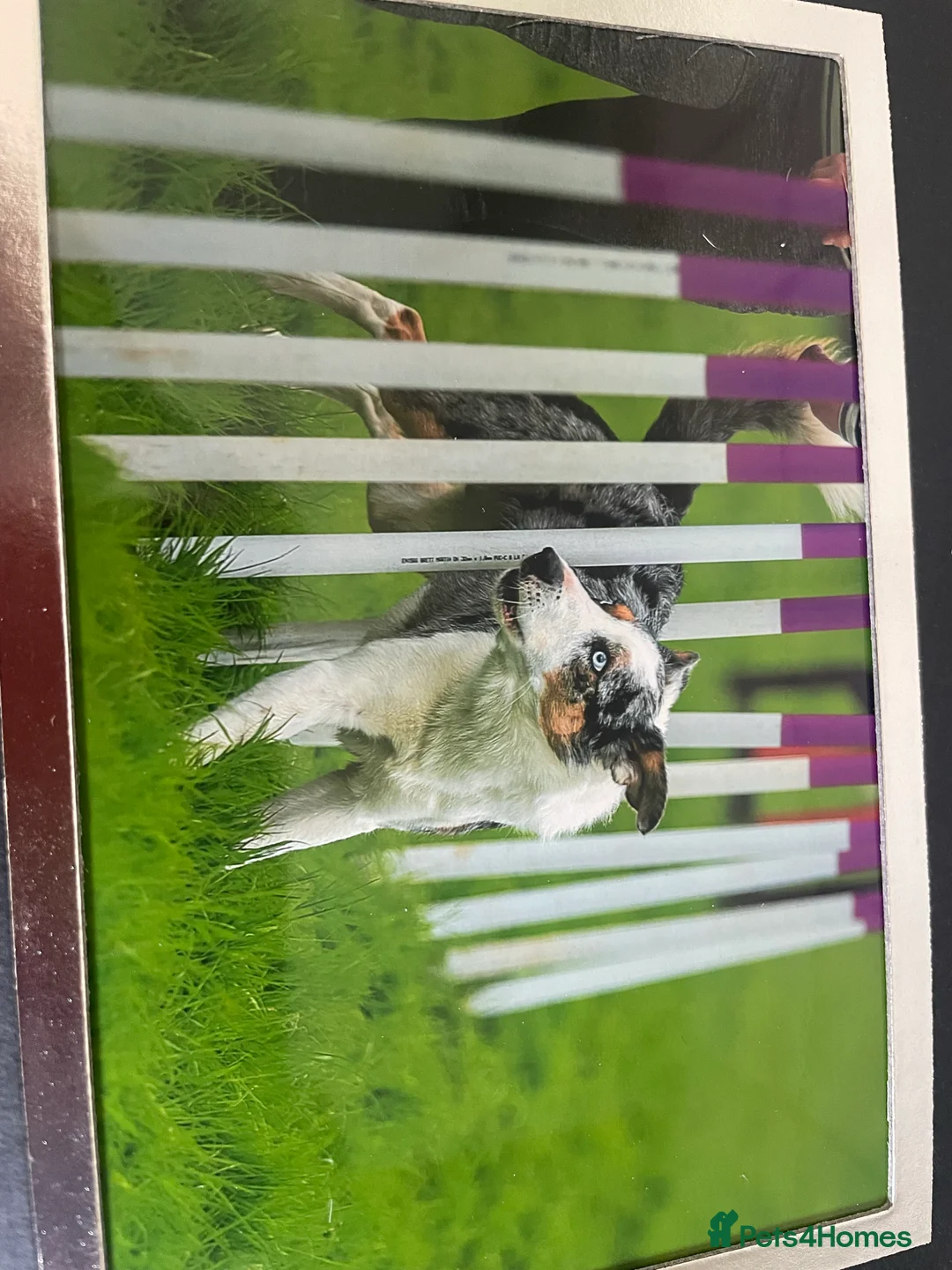 Border Collie dogs for stud: (provide) tr blue Merle border collie  in Otley - Advert 18