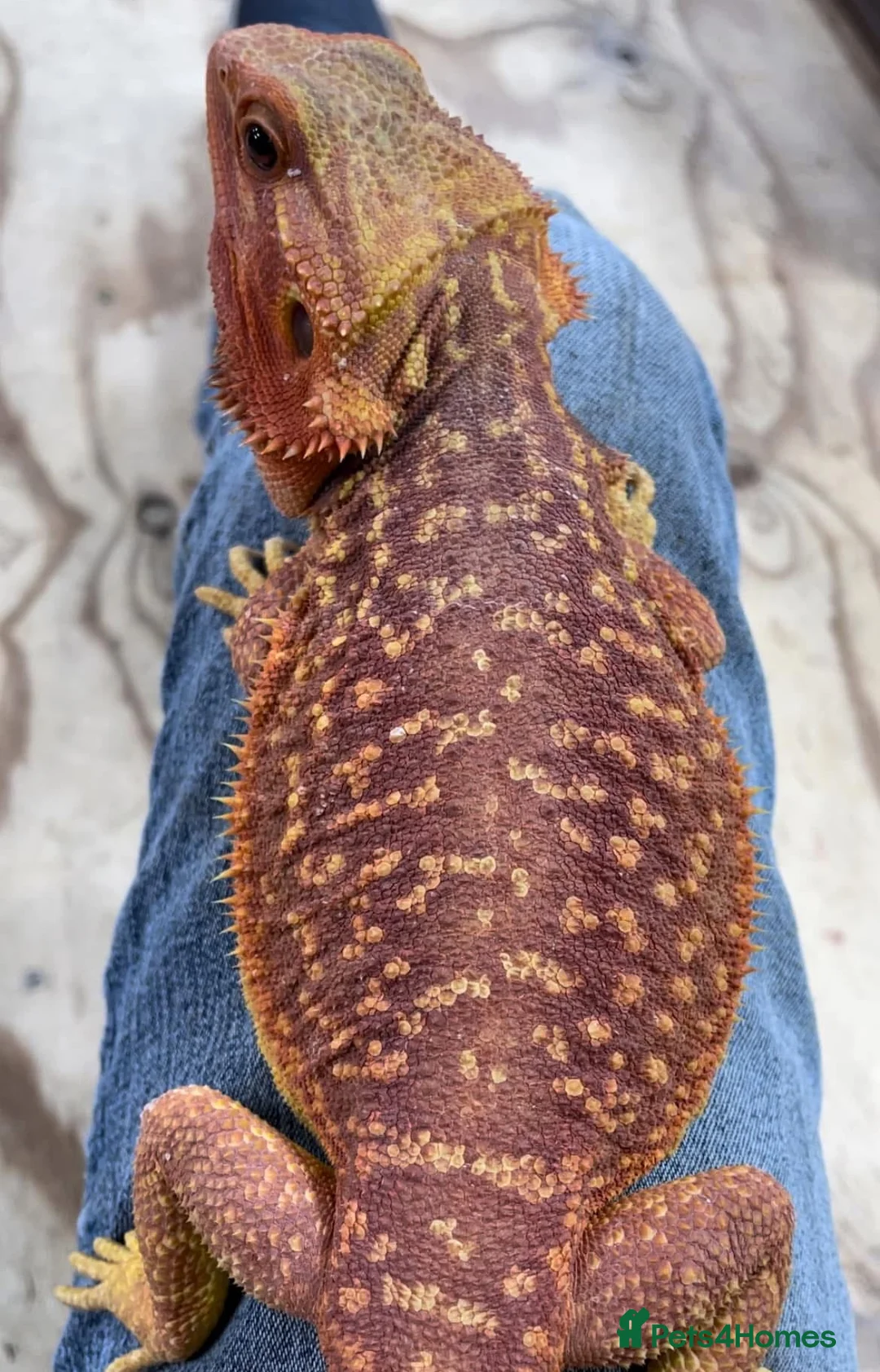 Bearded Dragon reptiles for sale: Red Monster Genetic Stripe Zero Hypo Trans License - Advert 20