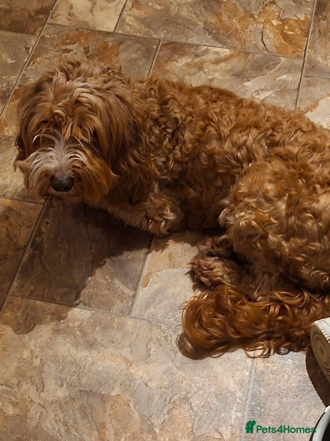 Cockapoo dogs for sale: Cockapoo needing a loving home - Advert 1