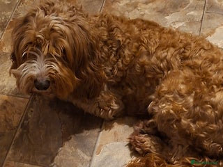 Cockapoo dogs Cockapoo needing a loving home - Advert 1