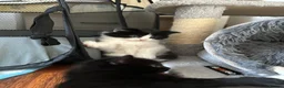 Mixed Breed cats for sale: 8 beautiful fluffy kittens 😻 - Advert 3